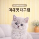 미유펫대구 강아지분양고양이분양(도그플러스동물병원) | 김천강아지분양 미유펫에서