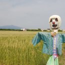 허수아비 이미지