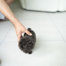 블루퍼피 이미지