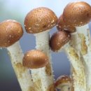 황금버섯 이미지