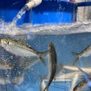 여로수산 이미지