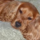 사람과 애견 이미지