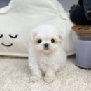 앙쥬펫 강아지분양 은평구점 이미지