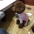 송원애견 이미지