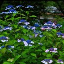 수국 (水菊)Chinese Sweetleaf, 뜻: 성남, 변덕스러움 이미지