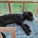 재아가축인공수정소 | 강아지 생식 맞춤가능한 바프독 강추