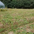 송산포도로 이미지