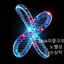 DNA 이중 나선 구조 발견으로 제임스 왓슨, 프랜시스 크릭, 모리스 윌킨스는 1962년 노벨 생리학·의학상 이미지