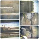 [9월 16-22일 사진들] 묏부리 박의 불법 공사에 대한 기록: 갯녹음 백화 현상과 시멘트 (전송) 이미지