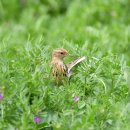 외연도4 이미지