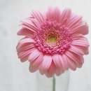 거베라 네이버블로그