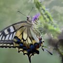 소리의섬 이미지