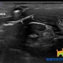 Dr.dog동물의료센터 이미지