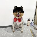 하루가다르개 이미지