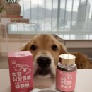 멍멍수랏간 이미지