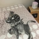 굿모닝동물병원 이미지