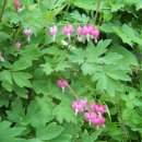 대성설피펜션 이미지