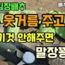 배추 마지막 추비는 고랑에! 무 웃거름 비료(칼슘 붕소 칼륨) 이미지