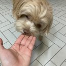 우프밀(woofmeal) 이미지