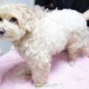 집에서도 간단히 반려견 미용 이미지