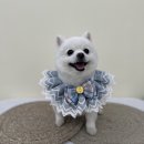 김지순애견미용학원 이미지