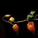 등명초교 이미지