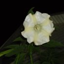 유구매운탕 이미지