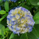 신정호쭈꾸미 이미지