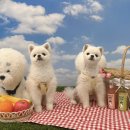 안성집 | 안성 애견 수제간식집 ‘취향저견’ 내돈내산 후기