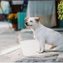 동반