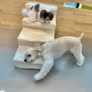 놀러왔댕 이미지