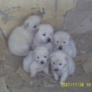 몽몽이# 이미지