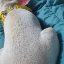 중리 더펫 동물병원 이미지