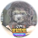 야옹아 멍멍해봐 계림점 이미지