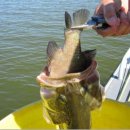 일석이조 이미지