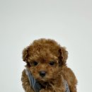 화순 토이샵 이미지