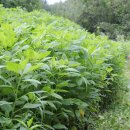 여주-0713 이미지