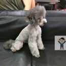 금산이네 | 구미 애견카페 소형견이 많은 '금산이네'