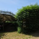 태신목장 | 충남 예산 수레국화 아그로랜드 태신목장 실시간 후기
