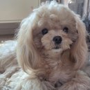 강아지 미용실 | 강아지 미용 거부 이유 | 미용실 거절 후 셀프미용 후기