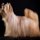 도그살롱 이미지