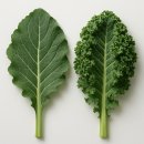 유기농라이프 이미지