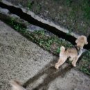 바오도그 이미지