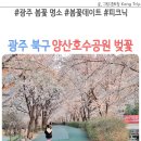 양산호수공원 | 광주 봄꽃 명소 북구 양산호수공원 벚꽃 피크닉