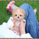 대구강아지분양 테디럽 이미지