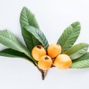 비파나무 열매 효능 맛 먹는법 비파잎 이미지