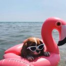 더 건강한 동물병원 이미지