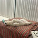 순수하개 이미지