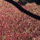 제주풍경스케치 이미지