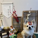 몽구네 애견유치원 이미지